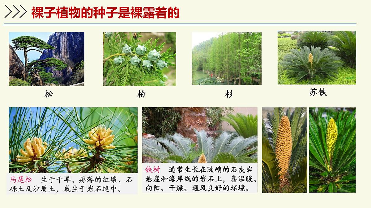 2.1.2裸子植物和被子植物能用种子繁殖后代（教学课件）——初中生物学济南版（2024）七年级上册第7页