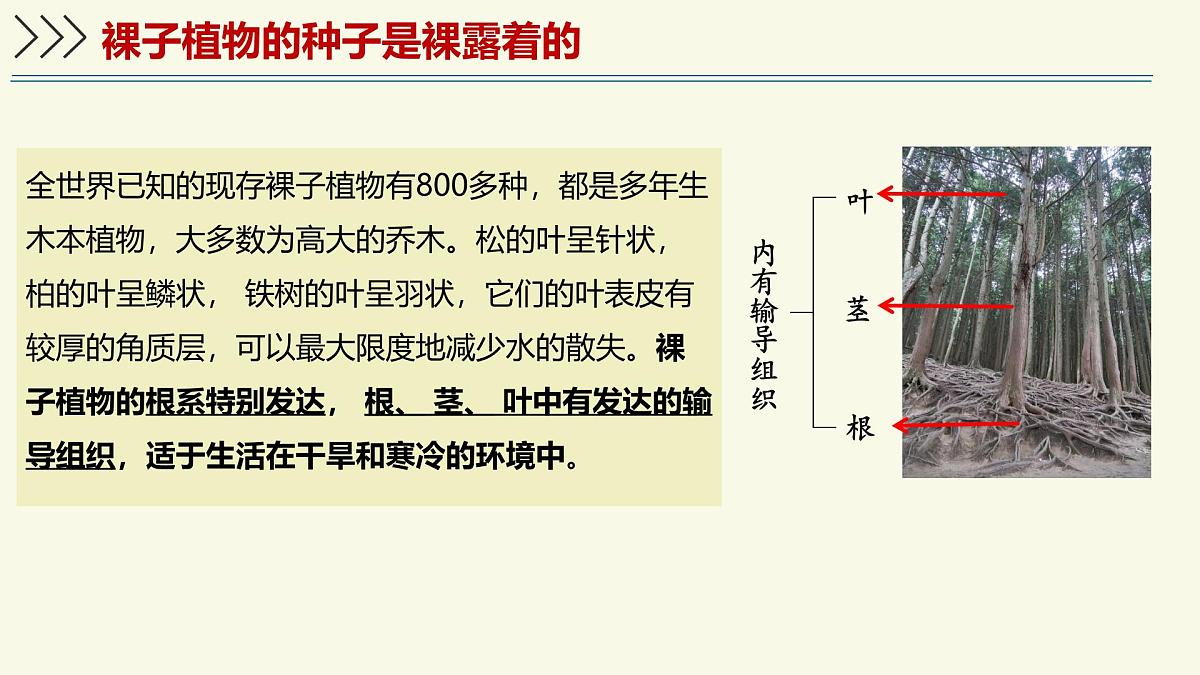 2.1.2裸子植物和被子植物能用种子繁殖后代（教学课件）——初中生物学济南版（2024）七年级上册第8页