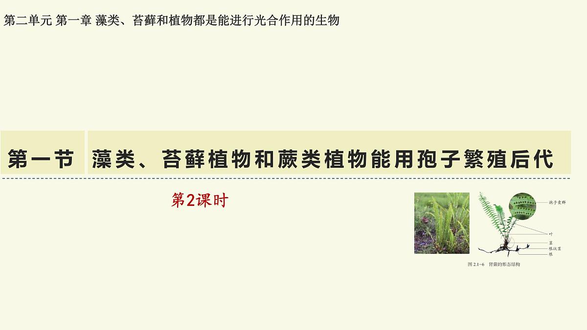 2.1.1藻类、苔藓植物和蕨类植物能用孢子繁殖后代-第2课时（教学课件）——初中生物学济南版（2024）七年级上册课件第1页
