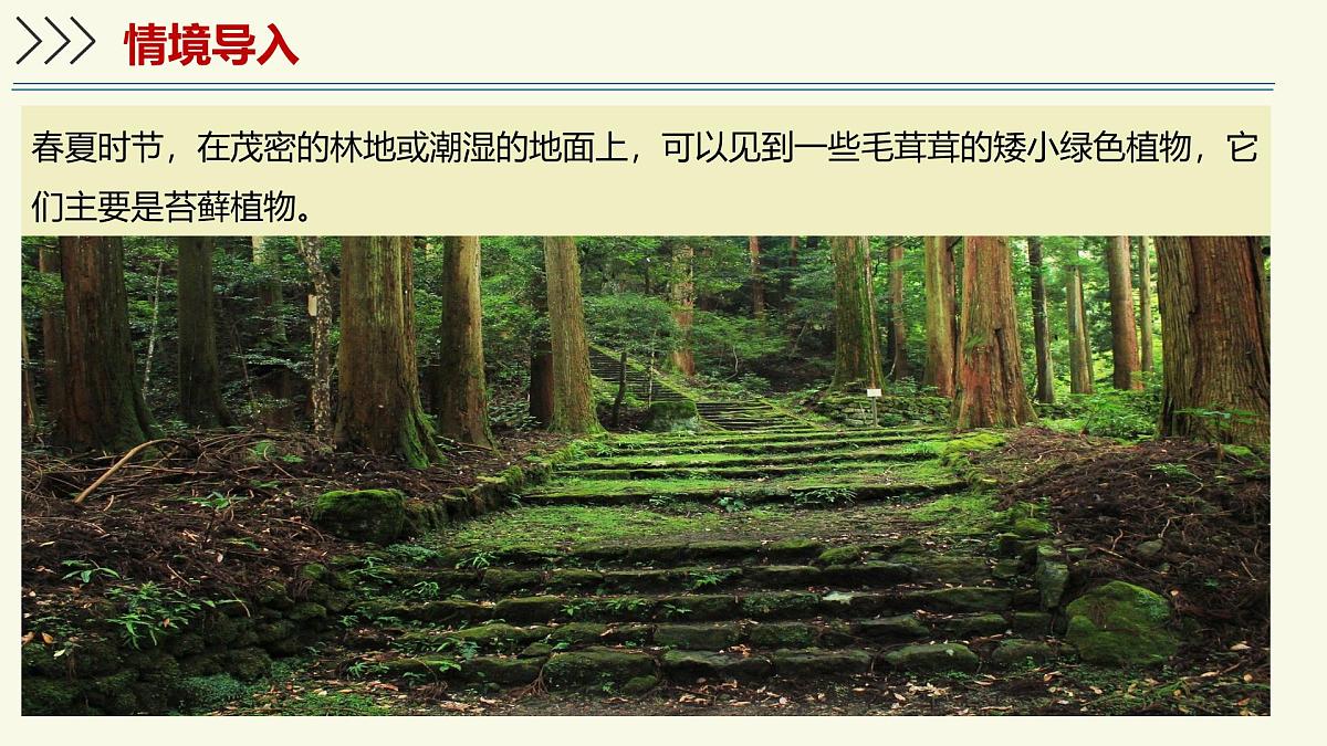 2.1.1藻类、苔藓植物和蕨类植物能用孢子繁殖后代-第2课时（教学课件）——初中生物学济南版（2024）七年级上册课件第3页
