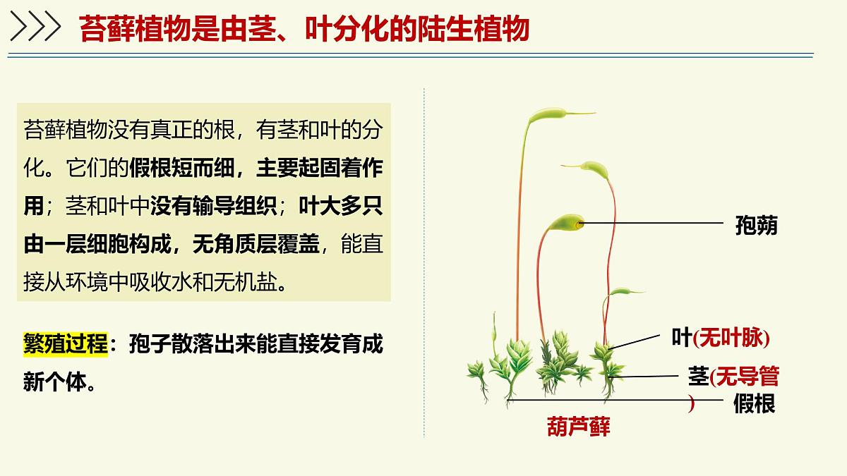 2.1.1藻类、苔藓植物和蕨类植物能用孢子繁殖后代-第2课时（教学课件）——初中生物学济南版（2024）七年级上册课件第6页