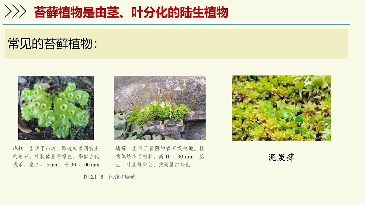 2.1.1藻类、苔藓植物和蕨类植物能用孢子繁殖后代-第2课时（教学课件）——初中生物学济南版（2024）七年级上册课件第7页