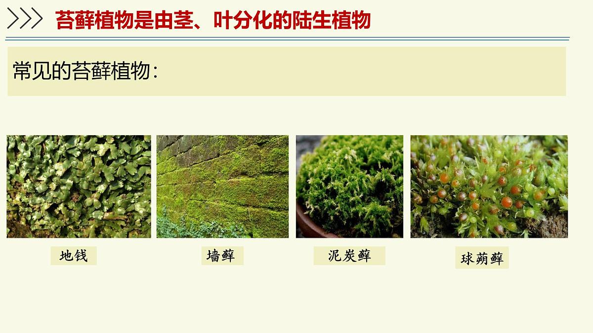 2.1.1藻类、苔藓植物和蕨类植物能用孢子繁殖后代-第2课时（教学课件）——初中生物学济南版（2024）七年级上册课件第8页