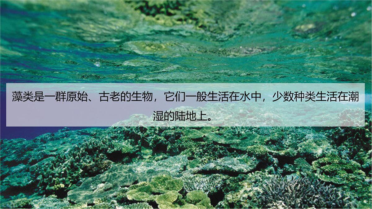 2.1.1藻类、苔藓植物和蕨类植物能用孢子繁殖后代-第1课时——初中生物学济南版（2024）七年级上册课件第4页
