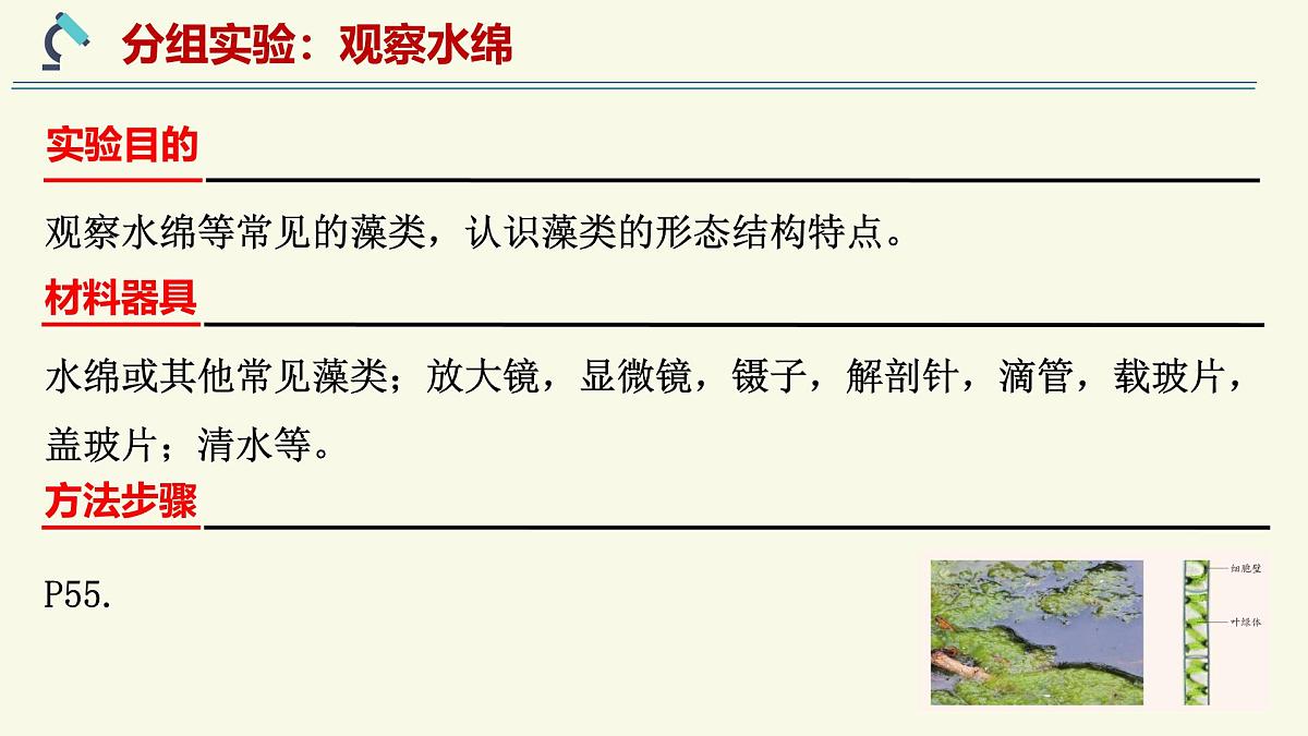 2.1.1藻类、苔藓植物和蕨类植物能用孢子繁殖后代-第1课时——初中生物学济南版（2024）七年级上册课件第5页