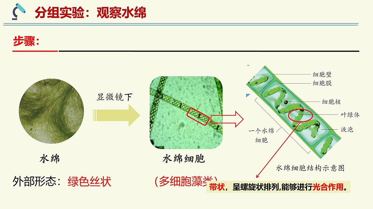 2.1.1藻类、苔藓植物和蕨类植物能用孢子繁殖后代-第1课时——初中生物学济南版（2024）七年级上册课件第6页