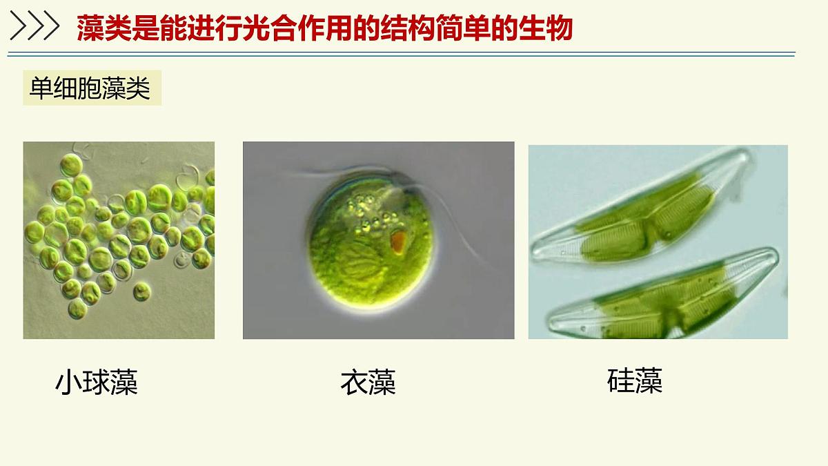 2.1.1藻类、苔藓植物和蕨类植物能用孢子繁殖后代-第1课时——初中生物学济南版（2024）七年级上册课件第8页