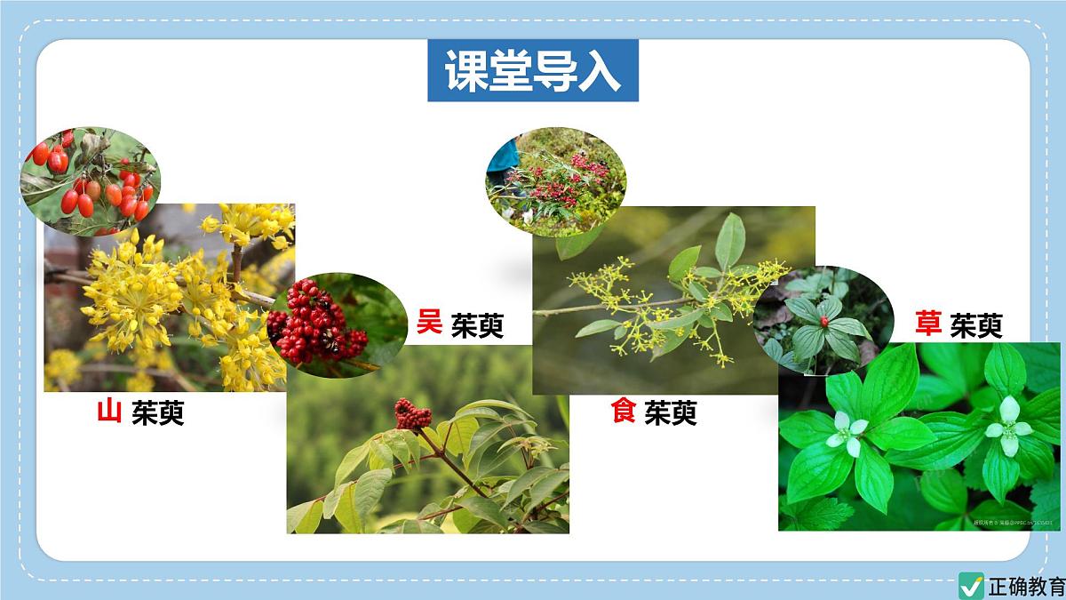 2.4.2“种”是生物分类的基本单位——初中生物学济南版（2024）七年级上册课件PPT第4页