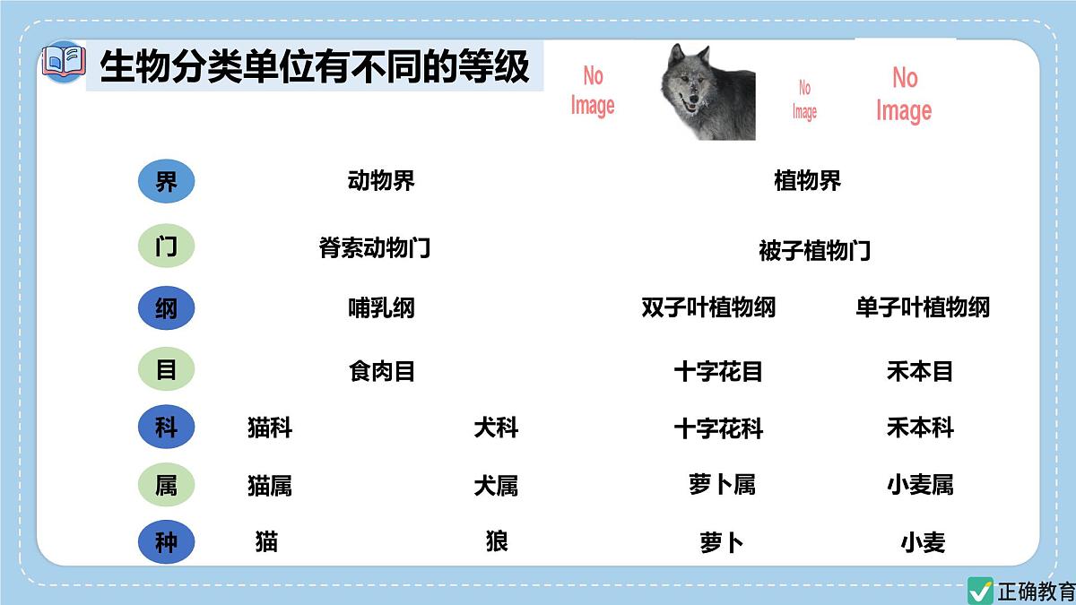 2.4.2“种”是生物分类的基本单位——初中生物学济南版（2024）七年级上册课件PPT第6页