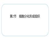 初中生物北師大版七年級(jí)上冊 2.3.2　細(xì)胞分化形成組織 課件
