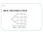 初中生物北師大版七年級(jí)上冊 2.3.2　細(xì)胞分化形成組織 課件