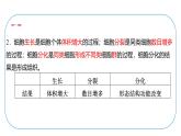 初中生物北師大版七年級(jí)上冊 2.3.2　細(xì)胞分化形成組織 課件