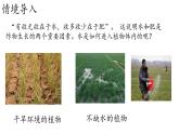 初中生物北師大版七年級(jí)上冊(cè) 3.4.3 吸收作用 課件