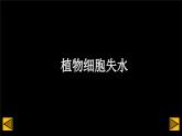 初中生物北師大版七年級(jí)上冊(cè) 3.4.3 吸收作用 課件