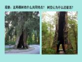 初中生物北師大版七年級(jí)上冊(cè) 3.4.4 運(yùn)輸作用 課件