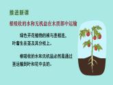 初中生物北師大版七年級(jí)上冊(cè) 3.4.4 運(yùn)輸作用 課件