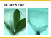 初中生物北師大版七年級(jí)上冊(cè) 3.4.5 蒸騰作用 課件
