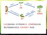 初中生物北師大版七年級(jí)上冊(cè) 3.5.1 種子萌發(fā)形成幼苗 課件