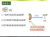 初中生物北師大版七年級(jí)上冊(cè) 3.5.1 種子萌發(fā)形成幼苗 課件