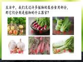 初中生物北師大版七年級(jí)上冊(cè) 3.5.2 營(yíng)養(yǎng)器官的生長(zhǎng)  課件