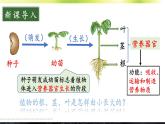 初中生物北師大版七年級(jí)上冊(cè) 3.5.2 營(yíng)養(yǎng)器官的生長(zhǎng)  課件