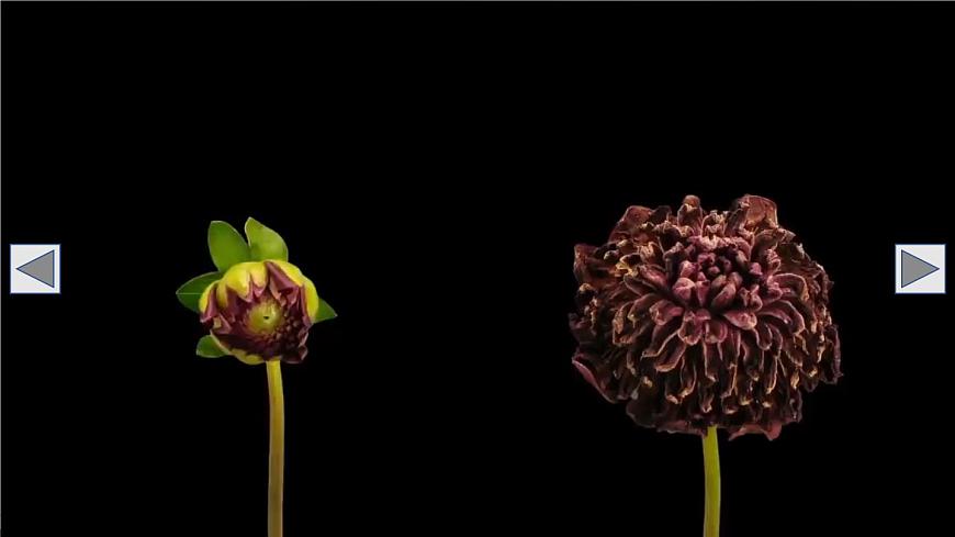 初中生物北师大版七年级上册 3.5.3 生殖器官的生长 课件第2页