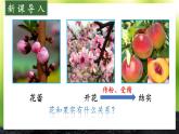 初中生物北師大版七年級上冊 3.5.3 生殖器官的生長 課件