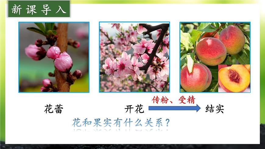 初中生物北师大版七年级上册 3.5.3 生殖器官的生长 课件第3页