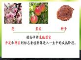 初中生物北師大版七年級上冊 3.5.3 生殖器官的生長 課件