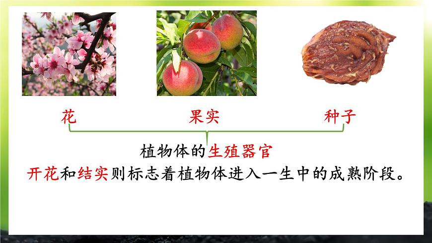 初中生物北师大版七年级上册 3.5.3 生殖器官的生长 课件第4页