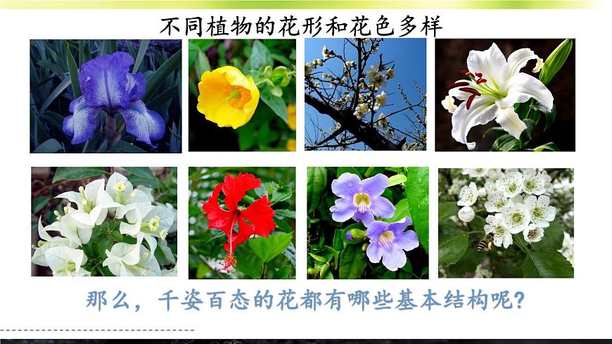 初中生物北师大版七年级上册 3.5.3 生殖器官的生长 课件第5页