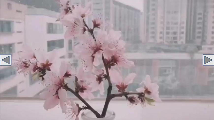 初中生物北师大版七年级上册 3.5.3 生殖器官的生长 课件第7页