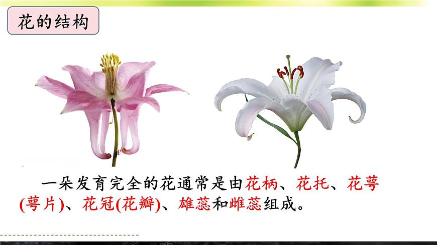 初中生物北师大版七年级上册 3.5.3 生殖器官的生长 课件第8页