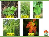初中生物北師大版七年級(jí)上冊(cè) 3.4.1.2葉與光合作用 課件