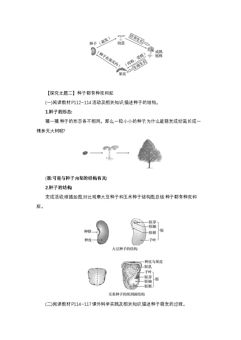 3.5.1 绿色开花植物的生活史 教案（含答案） 2024-2025学年生物学北师版七年级上册第2页