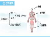 人教版（2024）八年級生物上冊課件 第四單元 第六章 第三節(jié) 神經(jīng)系統(tǒng)支配下的運動