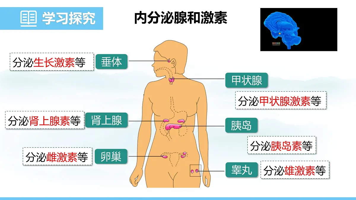 人教版（2024）八年级生物上册课件 第四单元 第六章 第四节 激素调节第5页