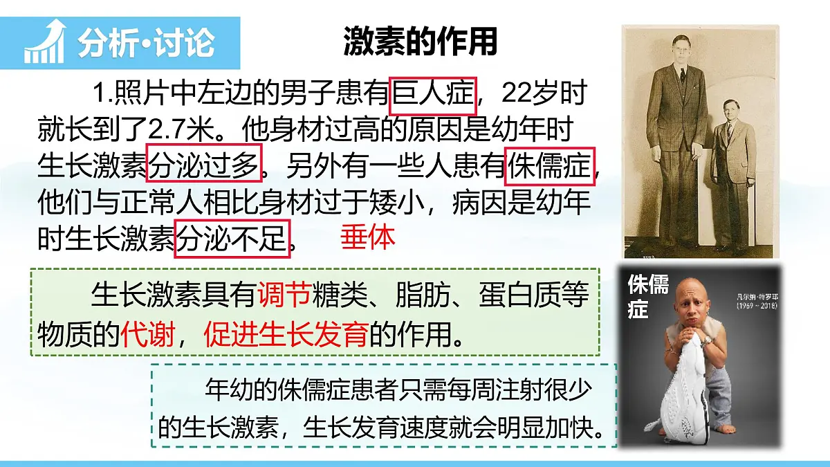 人教版（2024）八年级生物上册课件 第四单元 第六章 第四节 激素调节第6页