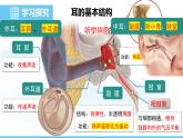 人教版（2024）八年級(jí)生物上冊(cè)課件 第四單元 第六章 第一節(jié) 第二課時(shí) 耳和聽覺
