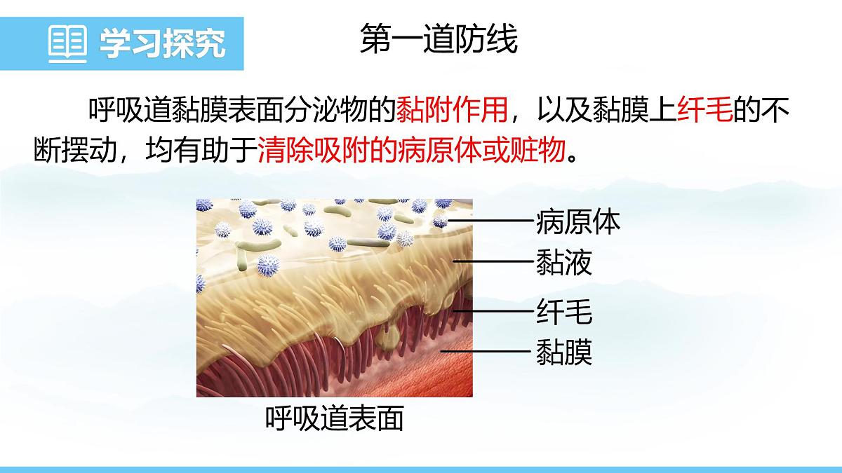 人教版（2024）八年级生物上册课件 第四单元 第七章 第二节 第一课时 人体的三道防线第7页