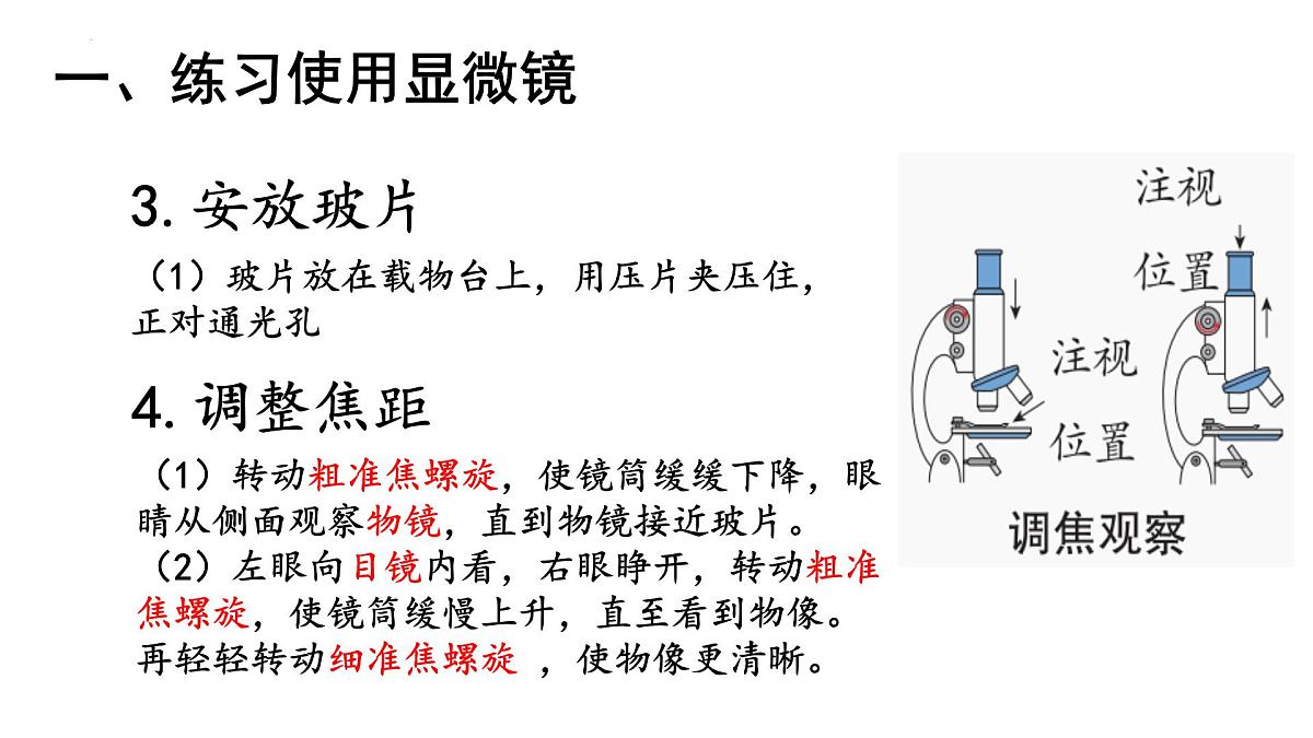 1.1.1+显微镜的使用+课件-2025-2026学年冀少版生物七年级上册第4页