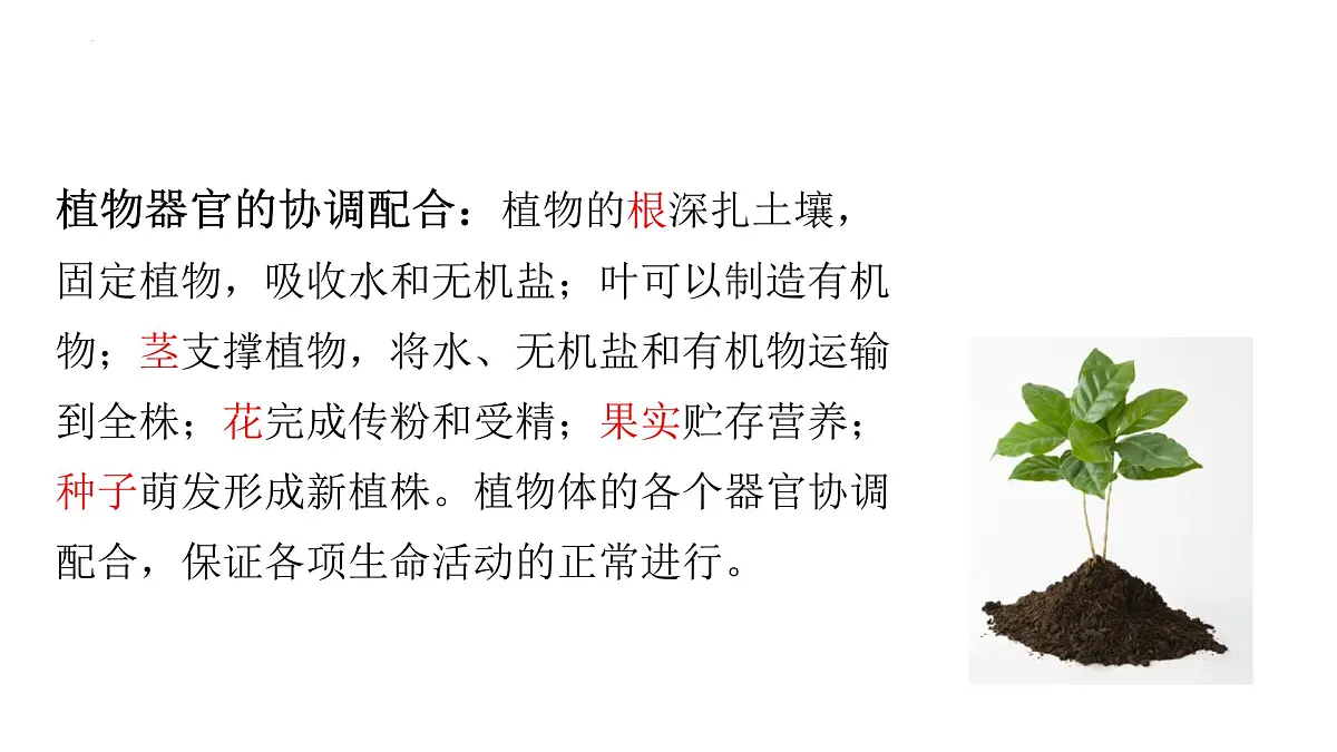 1.2.4+生物体+课件-2025-2026学年冀少版生物七年级上册第6页