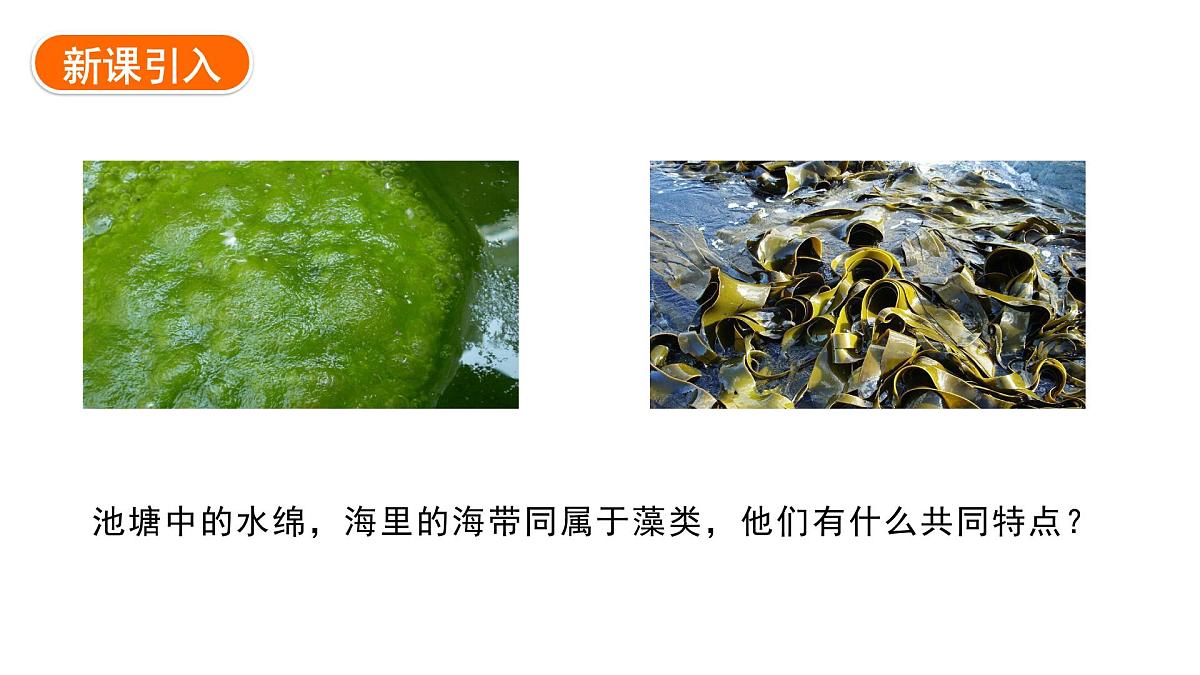 2.1.1+藻类+课件-2025-2026学年冀少版生物七年级上册第2页