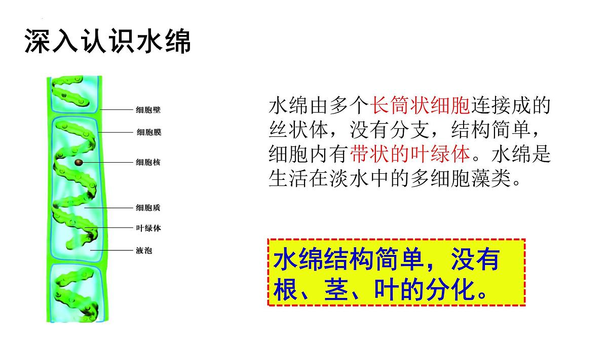 2.1.1+藻类+课件-2025-2026学年冀少版生物七年级上册第4页