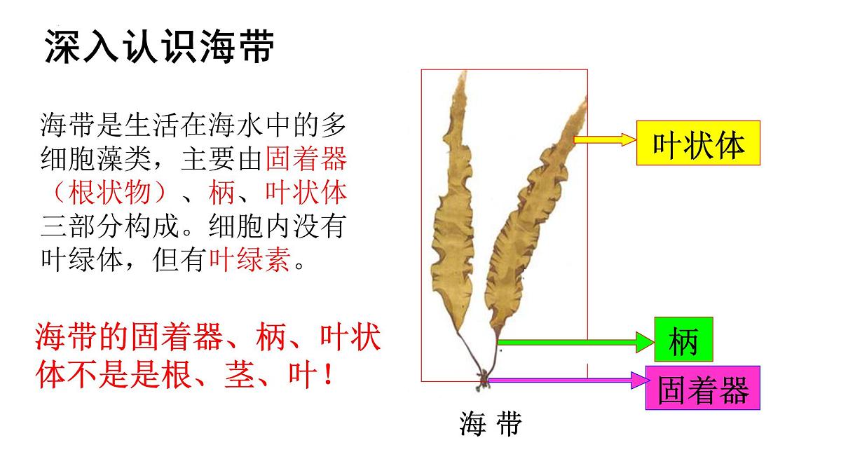 2.1.1+藻类+课件-2025-2026学年冀少版生物七年级上册第5页