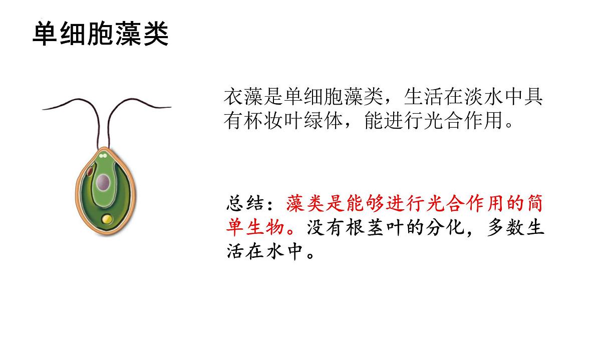 2.1.1+藻类+课件-2025-2026学年冀少版生物七年级上册第6页
