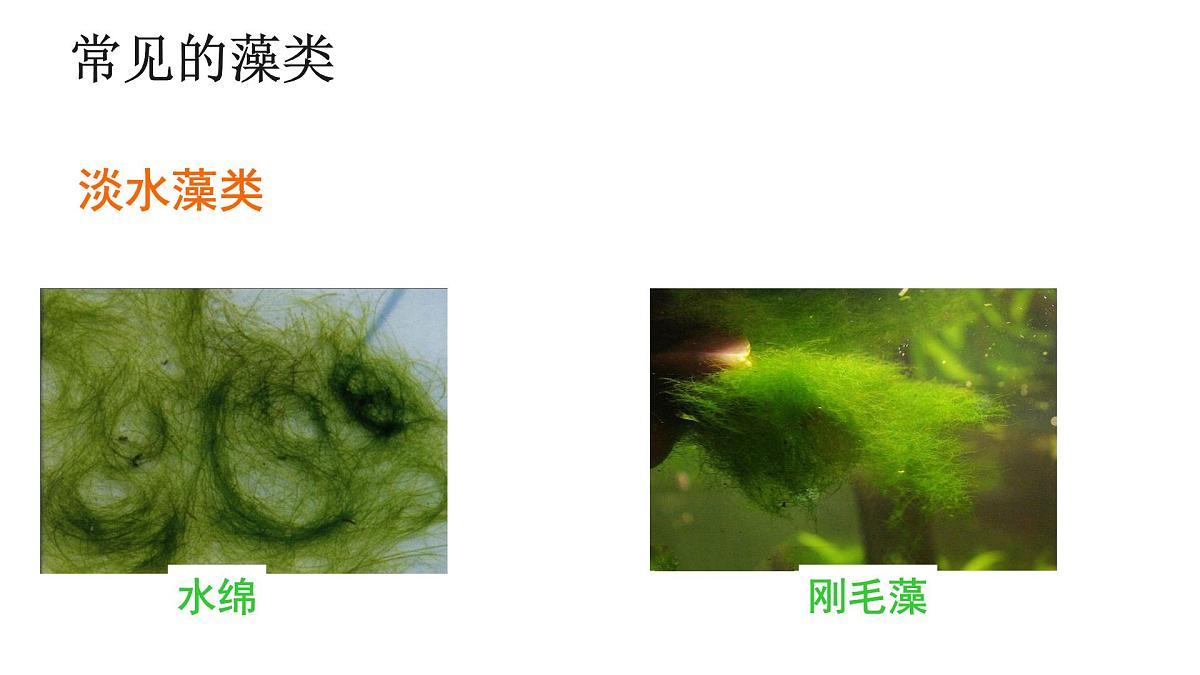 2.1.1+藻类+课件-2025-2026学年冀少版生物七年级上册第7页