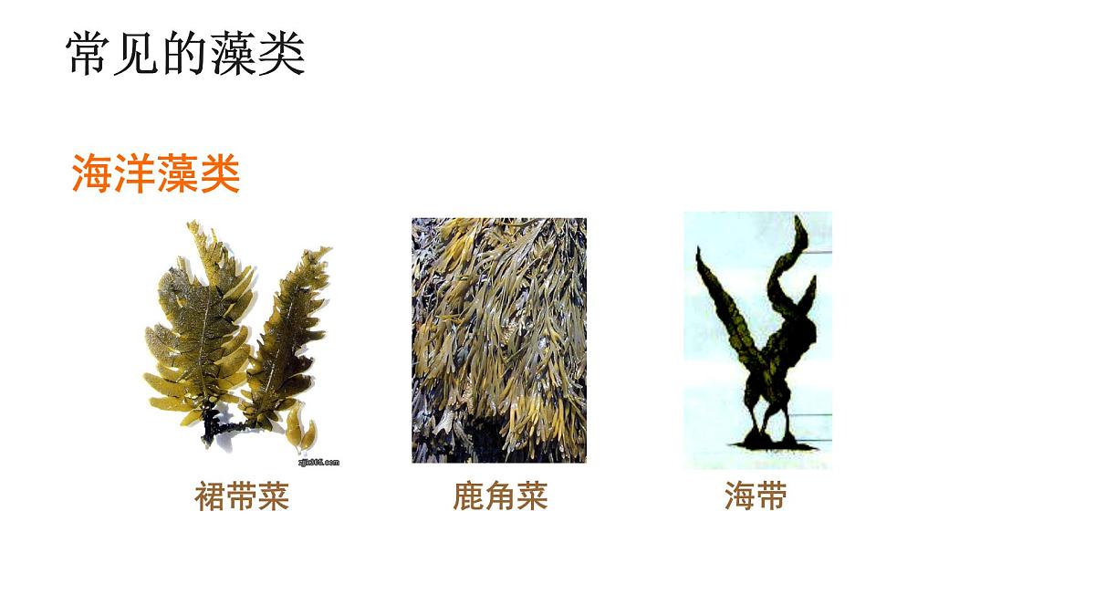 2.1.1+藻类+课件-2025-2026学年冀少版生物七年级上册第8页