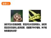 2.1.2++植物（種子植物）課件-2024-2025學年冀少版生物七年級上冊