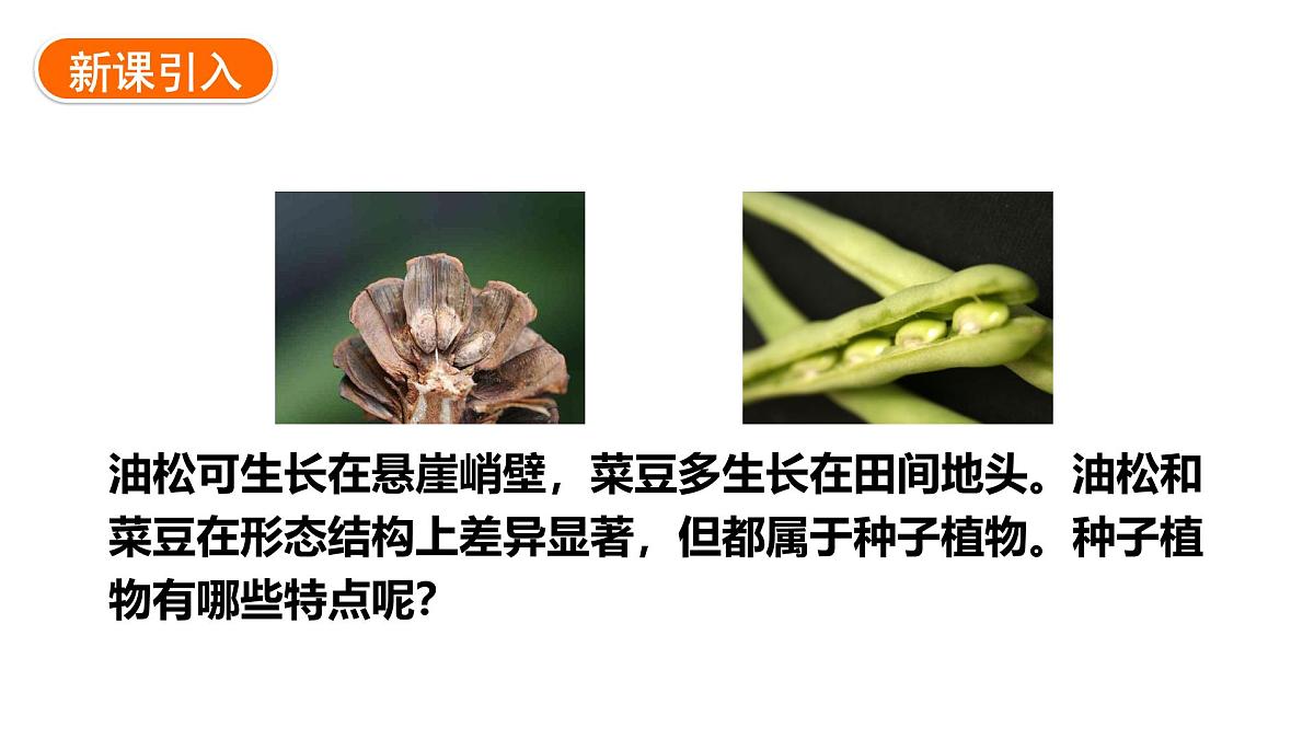 2.1.2++植物（种子植物）课件-2024-2025学年冀少版生物七年级上册第2页